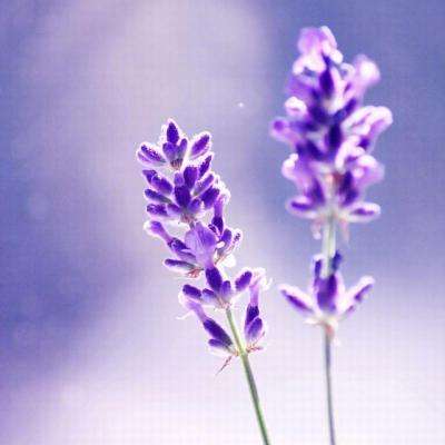 开元棋棋牌388ccvod官网版